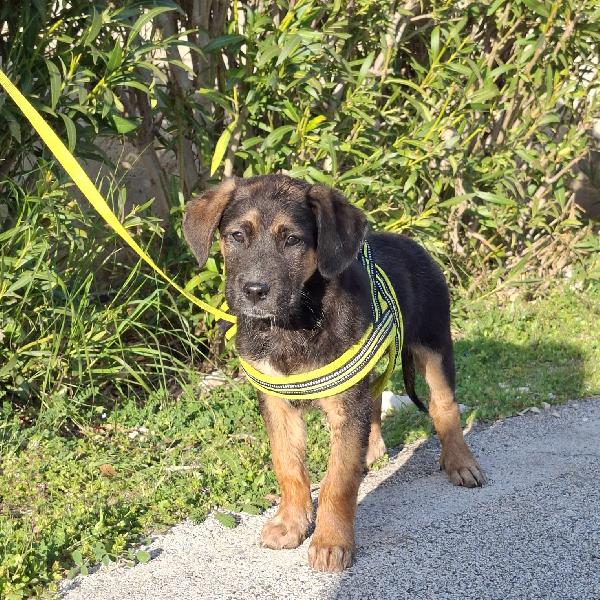 BOLT simil pastorino in adozione Foto 6